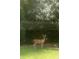 Backyard wildlife, a deer grazing at 9579 Sw 195 Cir, Dunnellon, FL 34432