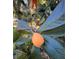 Close-up shot of Loquat fruit growing in the garden at 9579 Sw 195 Cir, Dunnellon, FL 34432