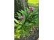 Close up of turmeric flowers and lush green plants around a tree in the yard at 9579 Sw 195 Cir, Dunnellon, FL 34432