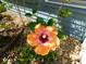 Close-up of a vibrant orange hibiscus flower with lush green leaves and a blurred blue siding background at 1069 Se 57Th Ave, Ocala, FL 34480