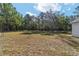 Spacious backyard with a mix of grass and foliage, offering a private and natural setting and plenty of room at 14115 Nw 141St Ave, Williston, FL 32696