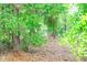 View of a wooded lot with mature trees and lush foliage creating a private, natural setting at 7407 Sw 202 Ct, Dunnellon, FL 34431
