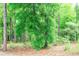 Beautiful lush tree and plant growth in natural backyard habitat at 7407 Sw 202 Ct, Dunnellon, FL 34431