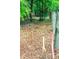 Property line marked with pink tape in a natural wooded lot of tall trees and dry leaves at 7407 Sw 202 Ct, Dunnellon, FL 34431