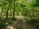 Scenic path cutting through lush green woods at 11420 Nw 110Th Ave, Reddick, FL 32686