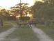 Two deer walk down a path as the sun sets behind the trees at 23800 Ne 190Th St, Fort Mc Coy, FL 32134