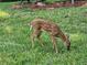 A small deer walks through the back yard and grazes on the grass in this suburban backyard at 12002 Sw 137Th Loop, Dunnellon, FL 34432