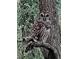 A Barred Owl is perched majestically on a tree limb, blending into the natural surroundings at 12002 Sw 137Th Loop, Dunnellon, FL 34432