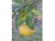 Close up of a lemon hanging from a tree at 2630 Nw 140Th St, Citra, FL 32113