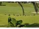 Scenic view of the green golf course featuring geese on the lush fairway at 6816 Sw 95Th Cir, Ocala, FL 34481