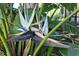 Close-up of an exotic white and blue bird of paradise in full bloom at 6816 Sw 95Th Cir, Ocala, FL 34481
