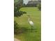 Graceful white crane in the yard with the verdant golf course as a backdrop at 6816 Sw 95Th Cir, Ocala, FL 34481