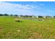 Scenic view of a pond with a bench surrounded by a well-maintained golf course at 11799 Se 173Rd Lane Rd, Summerfield, FL 34491