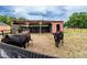 Rustic barn with two cows, offering a glimpse into rural living at 10631 W Highway 40, Ocala, FL 34482