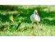An Ibis is seen close up, with green vegetation visible in the foreground and background at 660 Silver Pass, Ocala, FL 34472