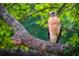 A red shouldered hawk sits perched on a mossy branch, with its foot drawn up toward its body at 660 Silver Pass, Ocala, FL 34472