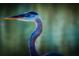Close up of a great blue heron with bright yellow eye, focused, with soft green bokeh background at 660 Silver Pass, Ocala, FL 34472