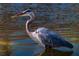 A great blue heron wading in calm water, reflecting the water's blue tones at 660 Silver Pass, Ocala, FL 34472