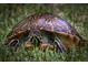 Close-up view of a turtle amidst lush green grass at 660 Silver Pass, Ocala, FL 34472