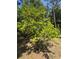 Close up view of a healthy citrus tree laden with ripening fruit, set in a sunny yard at 8951 Sw 202Nd Avenue Rd, Dunnellon, FL 34431