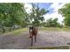 Horse grazes on a spacious green pasture with mature trees and secure fencing, ensuring safe and comfortable outdoor living at 1781 Se 85Th Street Rd, Ocala, FL 34480