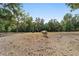 Cows in a pasture with scattered trees at 1781 Se 85Th Street Rd, Ocala, FL 34480