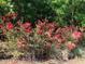View of striking red bottlebrush bushes in front of lush greenery at 9835 Sw 207Th Cir, Dunnellon, FL 34431