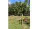 Large backyard with mature trees and lush greenery, offering a private outdoor retreat at 7488 Sw 204Th Ave, Dunnellon, FL 34431