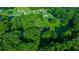 Aerial view showcasing the property's spacious layout with outbuildings and expansive lawn at 13232 Ne 39Th Ter, Anthony, FL 32617
