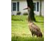 Graceful crane in a grassy yard with a home and tree in the background at 11628 Sw 140Th Loop, Dunnellon, FL 34432