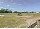 Two horses grazing in a fenced in pasture at 258 Nw 122Nd Ave, Oxford, FL 34484