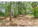 Secluded backyard with beautiful trees and foliage at 8449 Sw 105Th Pl, Ocala, FL 34481