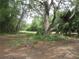 Wooded area with lush vegetation at 5949 Se 164Th Ct, Ocklawaha, FL 32179