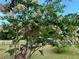 Mature flowering tree with abundant white blossoms in a well-maintained yard with a privacy fence and manicured lawn at 9325 Sw 125Th Court Rd, Dunnellon, FL 34432