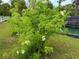 Lush front yard featuring flowering tree and well-maintained green grass at 9325 Sw 125Th Court Rd, Dunnellon, FL 34432