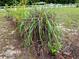 Landscaping and ornamental grasses enhance the grounds, framing the pristine white fencing in the background at 9325 Sw 125Th Court Rd, Dunnellon, FL 34432