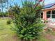 A Crepe Myrtle tree with pink flowers located near the residence at 9325 Sw 125Th Court Rd, Dunnellon, FL 34432