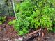 A close up of flourishing blackberry plants along a back fence, adding a touch of nature to the property at 9325 Sw 125Th Court Rd, Dunnellon, FL 34432