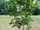 A young tree planted on the property at 9325 Sw 125Th Court Rd, Dunnellon, FL 34432
