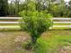 A young tree planted on the property with green grass at 9325 Sw 125Th Court Rd, Dunnellon, FL 34432