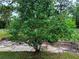 A small tree located on the property at 9325 Sw 125Th Court Rd, Dunnellon, FL 34432