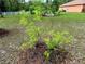 View of a green yard and newly planted tree at 9325 Sw 125Th Court Rd, Dunnellon, FL 34432