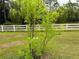 A young tree planted on the property with green grass at 9325 Sw 125Th Court Rd, Dunnellon, FL 34432