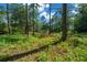 Wooded acreage with a mix of young growth and mature trees at 11521 Se 1St Street Rd, Silver Springs, FL 34488