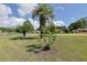 A well-maintained front yard featuring a mature palm tree, enhancing the home's curb appeal at 5060 Ne 4Th St, Ocala, FL 34470
