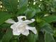 Close-up of a fragrant white gardenia flower in full bloom, surrounded by glossy green leaves at 14561 Sw 112Th Cir, Dunnellon, FL 34432