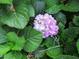 Close-up of beautiful pink and lavender hydrangea flower with surrounding leaves at 14561 Sw 112Th Cir, Dunnellon, FL 34432