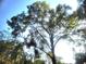 Beautiful image of the sprawling tree canopy on the property at 3740 Ne 5Th St, Ocala, FL 34470