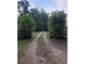 Long, private driveway leading to a property surrounded by lush greenery and mature trees at 13385 Ne 10Th Ct, Citra, FL 32113
