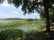 View of a serene backyard pond with lily pads and lush green plants at 1675 Se 190Th Ave, Silver Springs, FL 34488